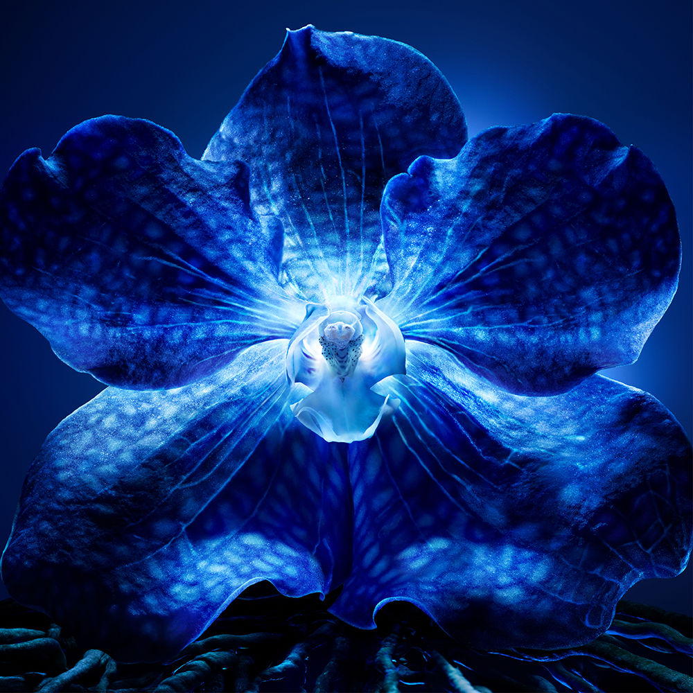 Guerlain Orchidée Impériale Light Cream 50 ml